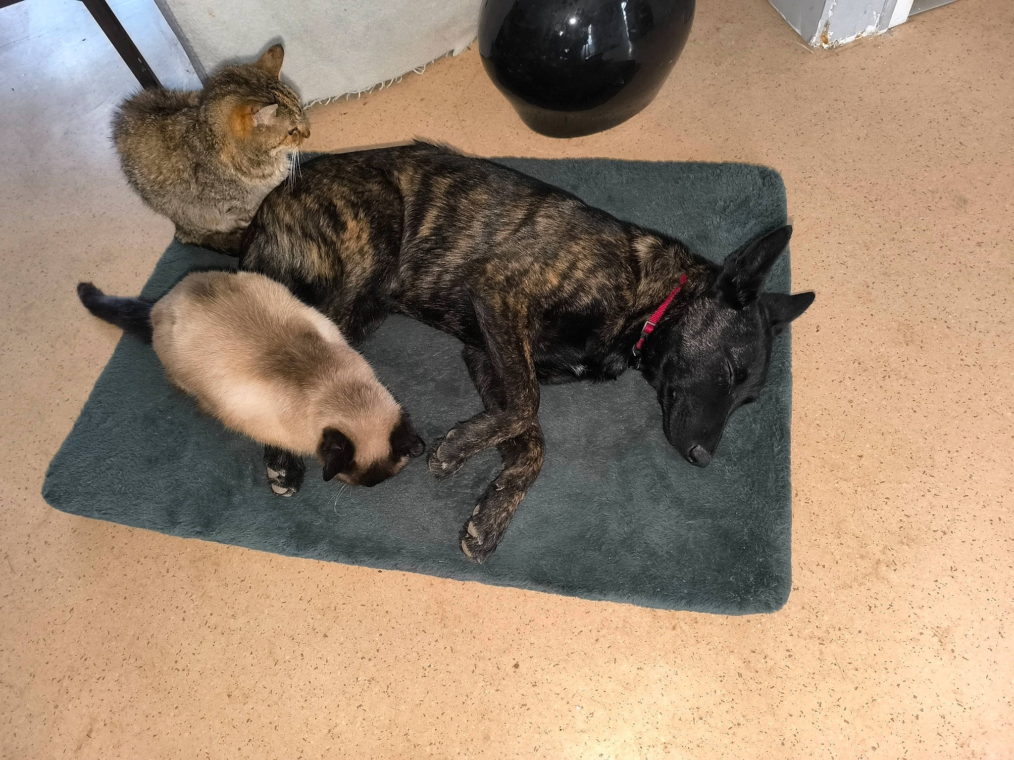 Ugo participe au concours pour gagner de l'argent avec cette photo : carnivore, companion_dog, dog, dog_breed, fawn, felidae, flooring, fur, guard_dog, non_sporting_group, paw, small_to_medium_sized_cats, sporting_group, tail, terrestrial_animal, treeing_tennessee_brindle, wildlife, working_animal