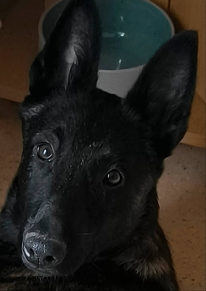 Ugo a rejoint le concours — aidez-le/la à gagner de superbes lots ! canidae, carnivore, companion_dog, dog, dog_breed, ear, fawn, fur, non_sporting_group, serveware, snout, sporting_group, terrestrial_animal, whiskers, working_animal