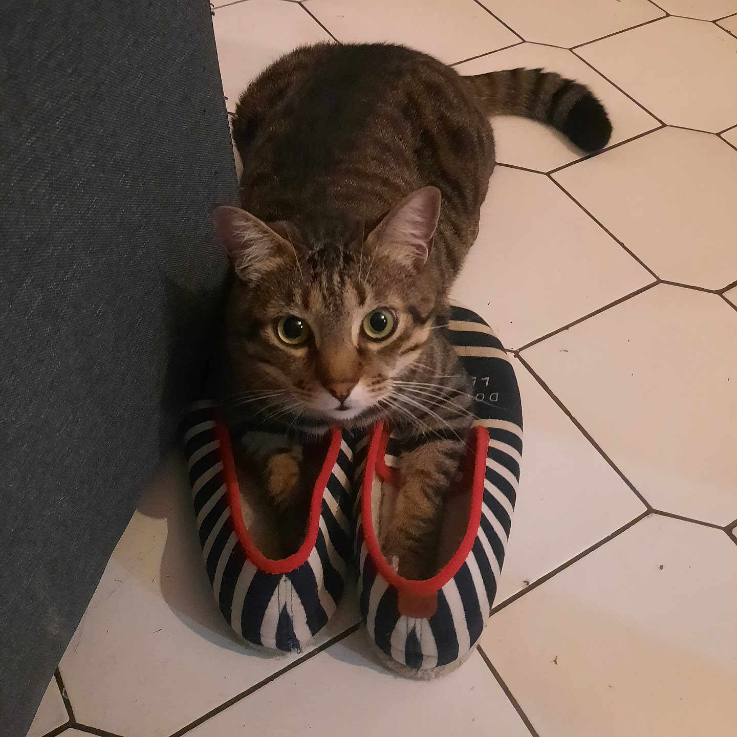 Patchi a rejoint le concours — aidez-le/la à gagner de superbes lots ! abyssinian, accessories, animal, bag, cat, clothing, egyptiancat, footwear, handbag, kitten, leash, manx, path, pet, purse, sandal, shoe, slate, strap, tile