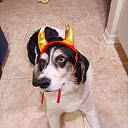 Emily is registered to the contest to win money with this photo: dog, pet, black_and_white, halloween, devil_horns, costume, golden, sitting, portrait, animal, canine, floor, tile, indoor, home, skeleton, holiday, funny, cute, face