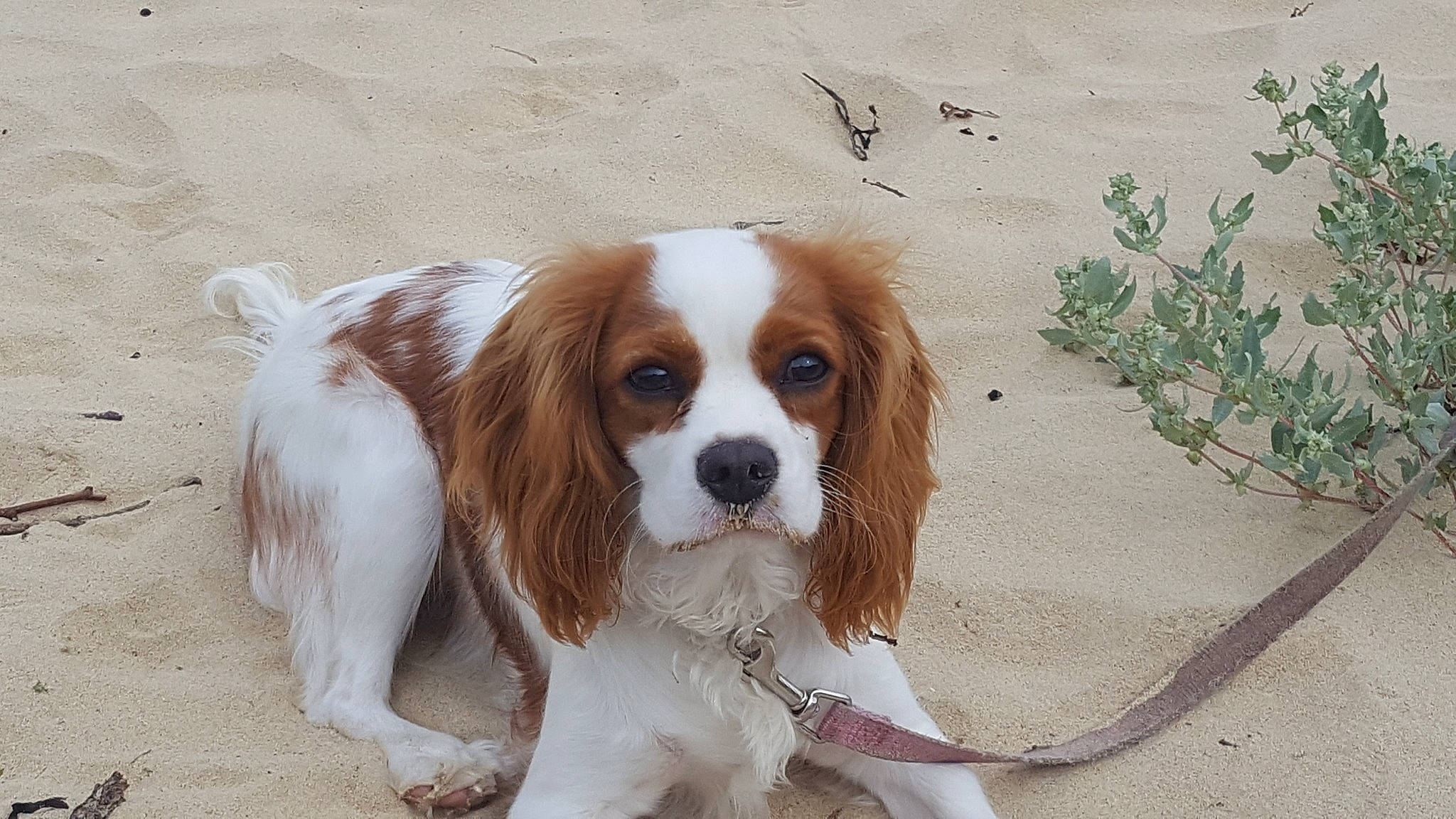 Youna a rejoint le concours — aidez-le/la à gagner de superbes lots ! canidae, carnivore, cavalier, cavalier_king_charles_spaniel, cocker_spaniel, companion_dog, dog, dog_breed, fawn, king_charles_spaniel, mammal, phalene, rare_breed_dog, russian_spaniel, snout, spaniel, sporting_group, toy_dog, vertebrate