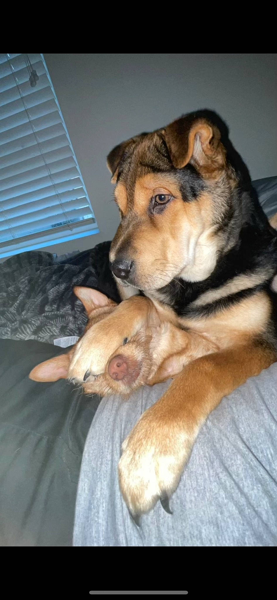 Brothers joined the competition — help win amazing prizes! canidae, carnivore, collar, comfort, companion_dog, dog, dog_breed, fawn, fur, guard_dog, paw, snout, sporting_group, whiskers, window_blind, working_dog