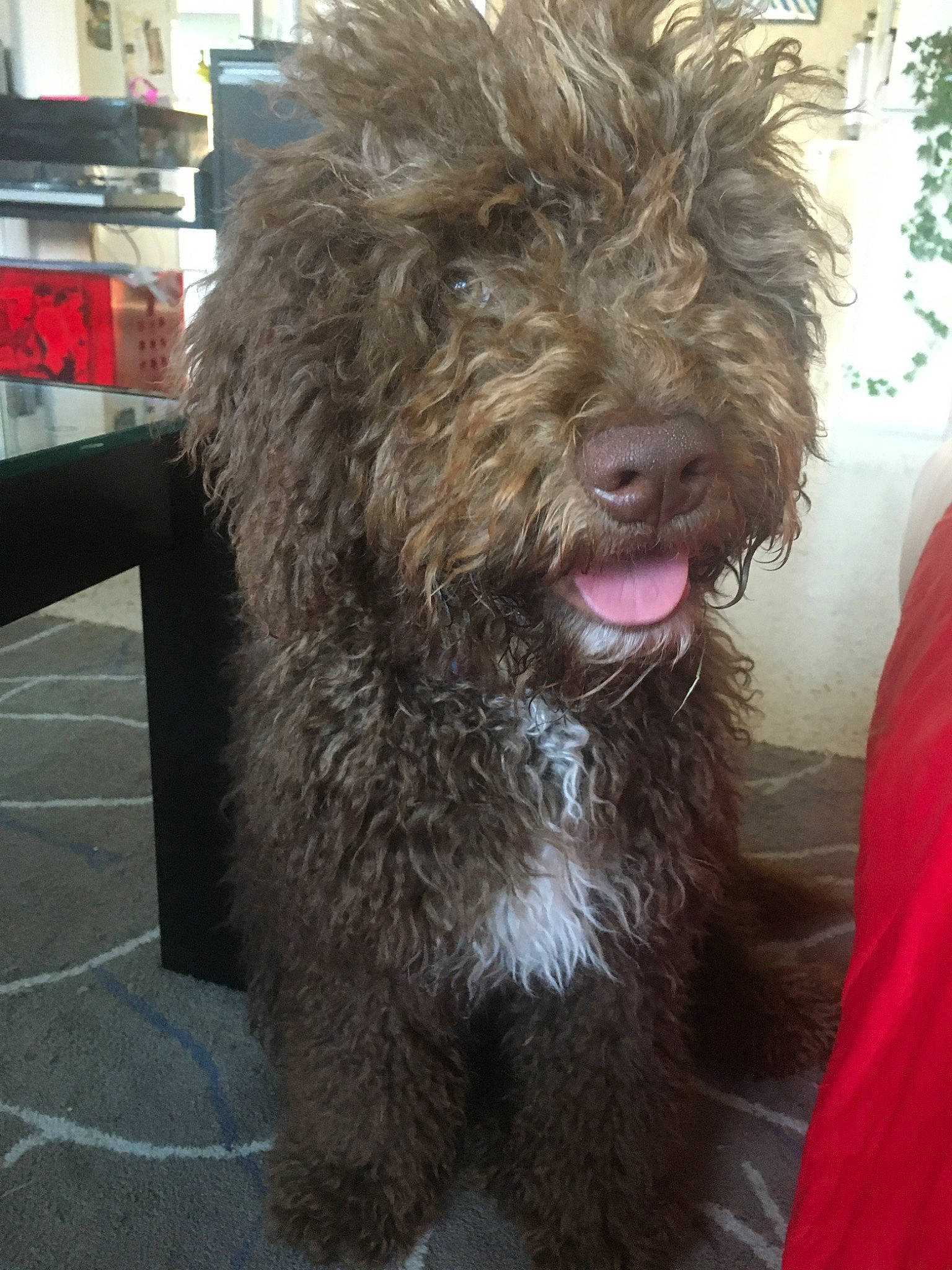 Pippa participe au concours pour gagner de l'argent avec cette photo : barbet, bolonka, canidae, carnivore, companion_dog, dog, dog_breed, labradoodle, lagotto_romagnolo, mammal, poodle_crossbreed, pumi, rare_breed_dog, schnoodle, spanish_water_dog, sporting_group, terrier, vertebrate, water_dog