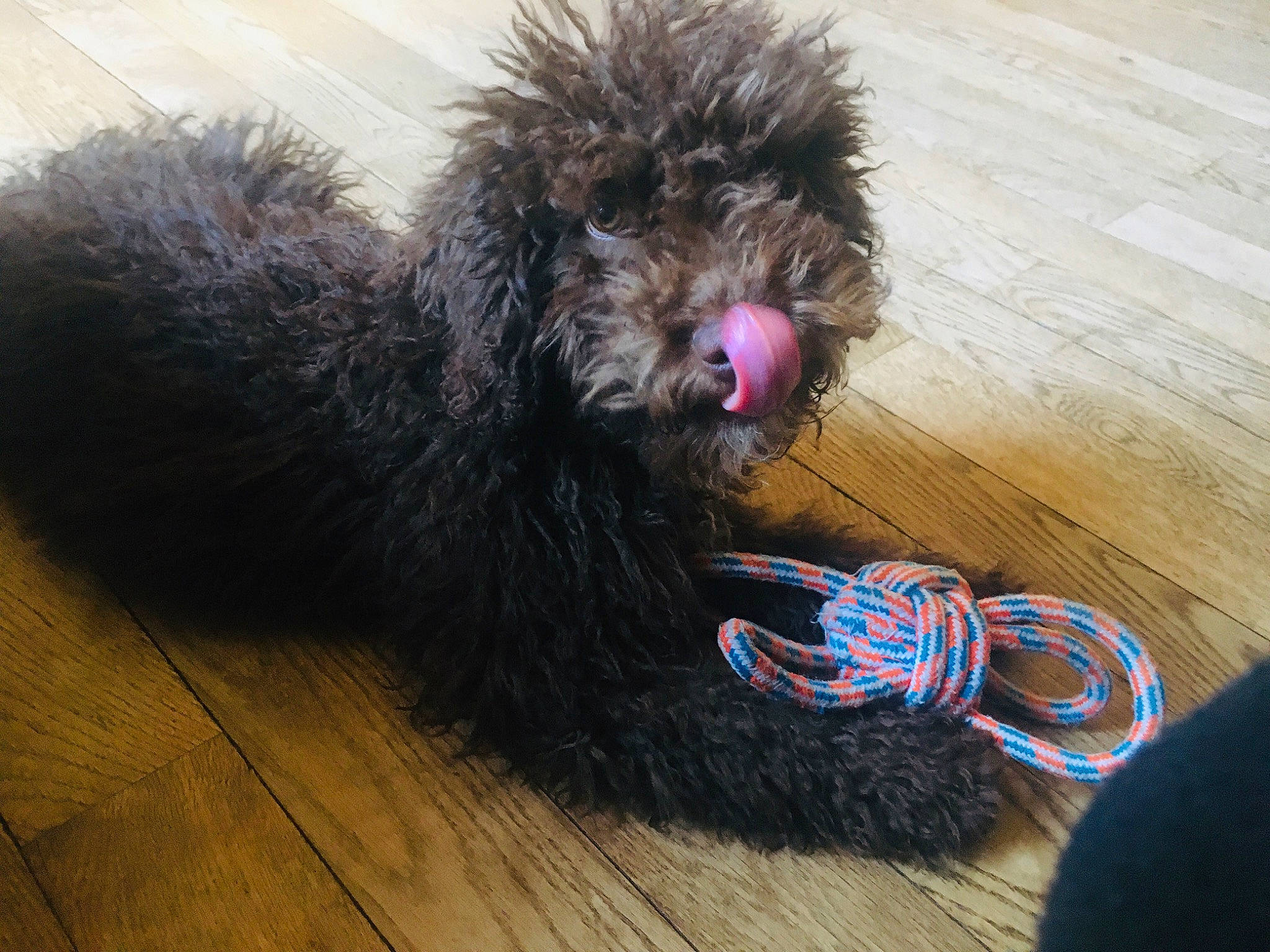 Pippa participe au concours pour gagner de l'argent avec cette photo : canidae, carnivore, cockapoo, companion_dog, dog, dog_breed, labradoodle, miniature_poodle, non_sporting_group, poodle, poodle_crossbreed, schnoodle, snout, spanish_water_dog, sporting_group, tail, terrier, toy_dog