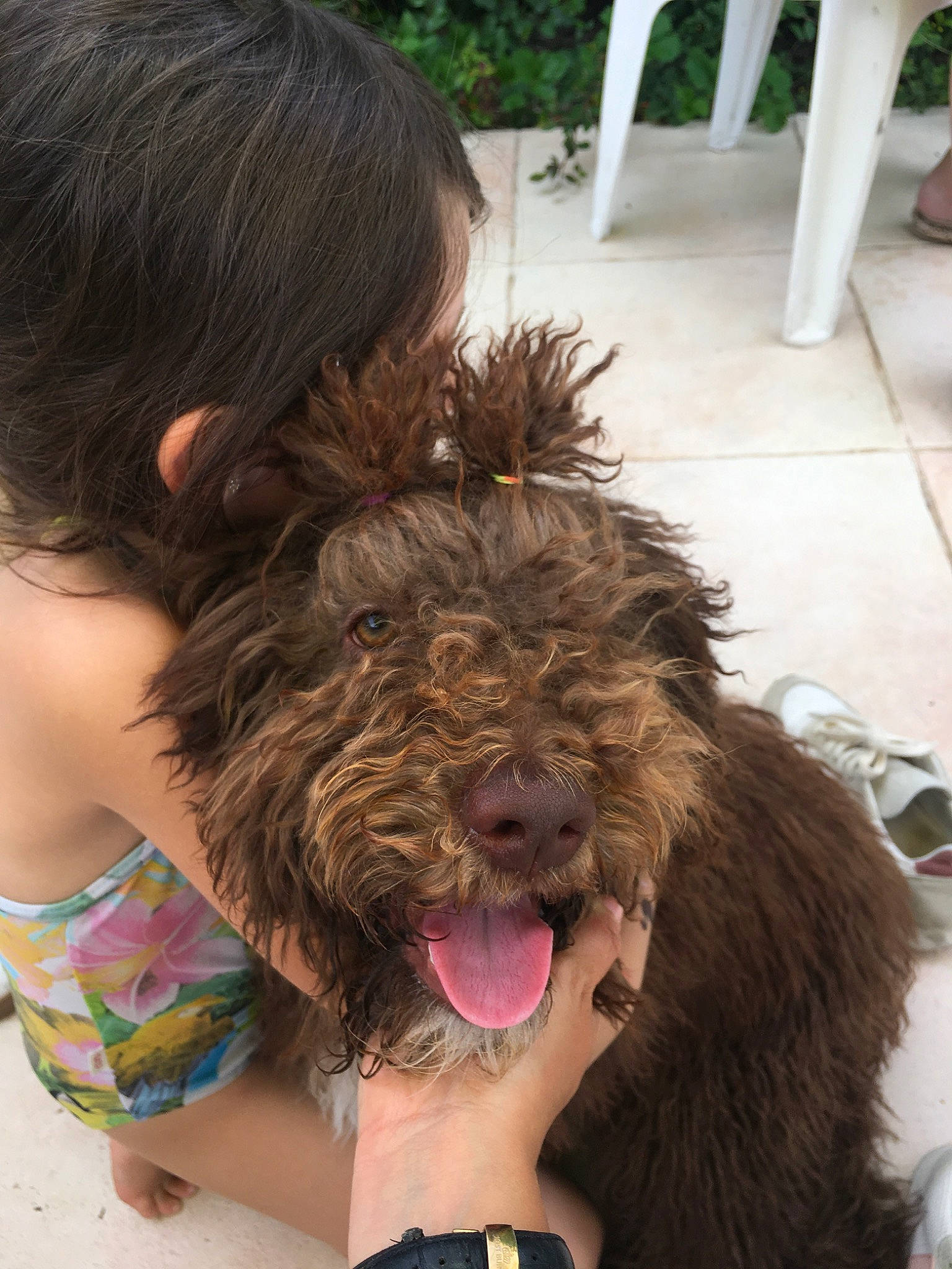 Pippa participe au concours pour gagner de l'argent avec cette photo : barbet, bolonka, canidae, carnivore, catalan_sheepdog, dog, dog_breed, labradoodle, lagotto_romagnolo, mammal, schnoodle, sporting_group, terrier, vertebrate