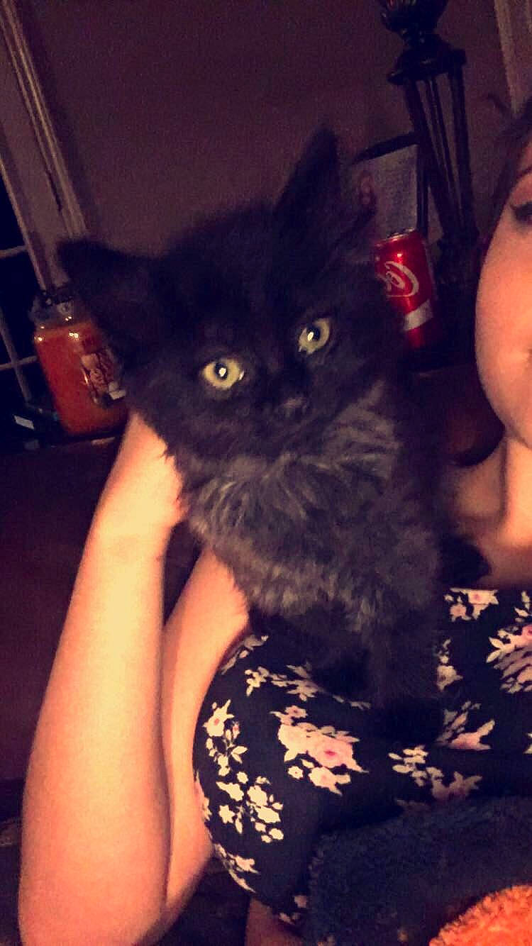 Pandora is registered to the contest to win money with this photo: asian, black_cat, black_hair, british_longhair, carnivore, cat, domestic_long_haired_cat, domestic_short_haired_cat, eye, fawn, felidae, fur, iris, kitten, long_hair, persian, photography, skin, small_to_medium_sized_cats, whiskers