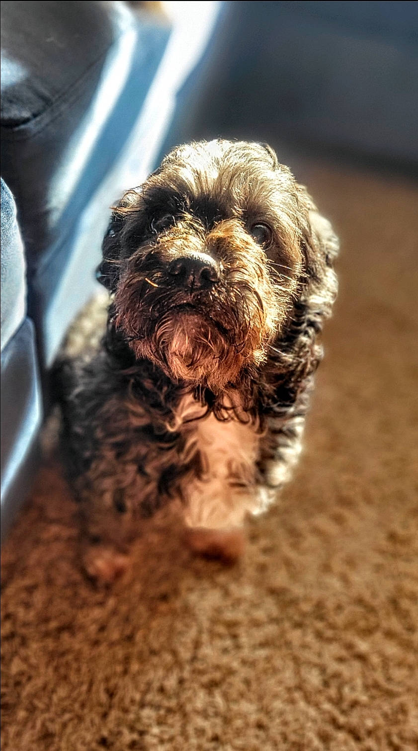 Zeus joined the competition — help win amazing prizes! canidae, carnivore, companion_dog, dog, dog_breed, fur, labradoodle, liver, maltepoo, poodle_crossbreed, puppy, puppy_love, small_terrier, snout, soil, sporting_group, terrestrial_animal, terrier, toy_dog, water_dog