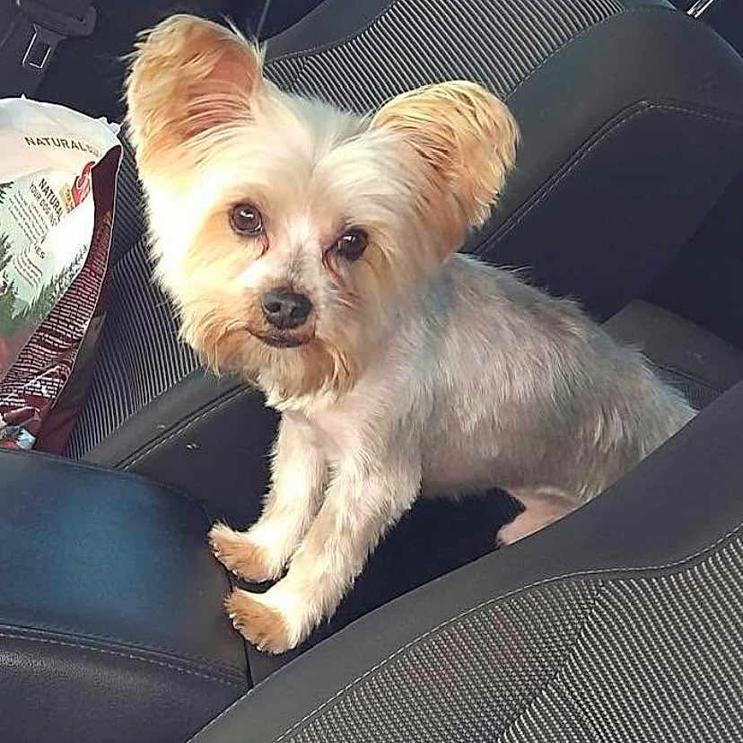 Gotti is registered to the contest to win money with this photo: animal, brown_eyes, car_interior, car_seat, companion, curious_expression, cute, dog, domestic_animal, fluffy_ears, fur, indoors, leather_seat, looking_at_camera, natural_treats_bag, pet, seatbelt, sitting, small_dog, textured_seat