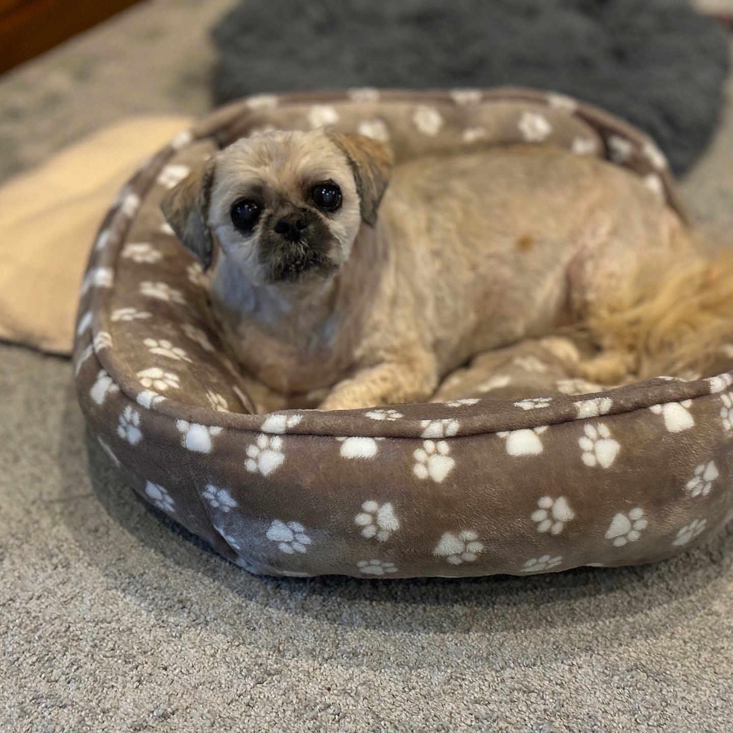 Mr. Baxter Brown is registered to the contest to win money with this photo: animal, blanket, carpet, comfort, companion, cozy, cute, dog, domestic, furry, groomed, home, indoor, looking_at_camera, paw_prints, pet_bed, relaxed, resting, small_dog, soft