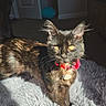 amber_eyes, animal, cat, collar, cozy, curious, cute, domestic_cat, ears, feline, fluffy_blanket, fur, home, indoor, pet, relaxed, shadow, sunlight, tortoiseshell, whiskers