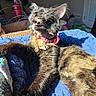 Suki joined the competition — help win amazing prizes! blue_blanket, cat, collar, comfort, cozy, cute, feline, fur, home, indoor, mouth_open, paw, pet, pink_collar, relaxed, resting, stretching, sunlight, teeth, whiskers
