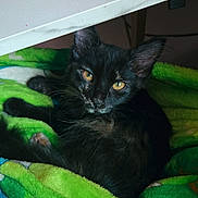 Suki is registered to the contest to win money with this photo: animal, black_cat, blanket, blue_blanket, cozy, cute, desk, ears, feline, fur, green_blanket, home, indoor, keyboard, kitten, looking_at_camera, pet, resting, whiskers, yellow_eyes