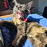 Suki is registered to the contest to win money with this photo: animal, blanket, blue_blanket, cat, collar, cozy, cute, domestic_animal, feline, fur, furry, indoor, mouth_open, pet, relaxed, resting, sunlight, teeth, whiskers, yawning