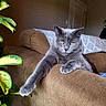 cat, gray_cat, feline, pet, animal, couch, furniture, indoor, plant, leaf, paw, relaxed, resting, yellow_eyes, blanket, door, brown, cozy, home, domestic