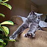 cat, gray_cat, stretching, couch, brown_couch, plant, green_leaves, indoor, relaxed, pet, feline, paw, fur, home, cozy, living_room, animal, mammal, leaves, resting