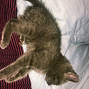 Sokka is registered to the contest to win money with this photo: cat, kitten, sleeping, bed, blanket, striped_fabric, gray_fur, fur, pet, animal, cute, cozy, resting, indoors, domestic_animal, whiskers, paw, tail, feline, relaxing