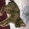 cat, kitten, sleeping, bed, blanket, striped_fabric, gray_fur, fur, pet, animal, cute, cozy, resting, indoors, domestic_animal, whiskers, paw, tail, feline, relaxing