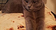 Sokka joined the competition — help win amazing prizes! cat, gray_cat, feline, stretching, blanket, tortilla_pattern, indoor, computer_monitor, electronics, home, pet, relaxed, fur, whiskers, ears, eyes, face, resting, cozy, animal