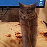 cat, gray_cat, feline, stretching, blanket, tortilla_pattern, indoor, computer_monitor, electronics, home, pet, relaxed, fur, whiskers, ears, eyes, face, resting, cozy, animal