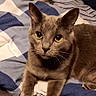 Sokka joined the competition — help win amazing prizes! cat, gray_cat, bed, blanket, striped_bedspread, yellow_eyes, indoor, pet, feline, resting, cozy, fur, whiskers, paws, curious, looking, animal, domestic_cat, cute, companion