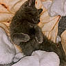 kitten, cat, sleeping, gray_fur, blanket, soft_texture, cozy, nap, fur, pet, animal, cute, resting, indoor, warm, comfort, relaxed, fluffy, small, adorable