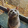 Sokka joined the competition — help win amazing prizes! cat, animal, pet, feline, whiskers, ears, green_eyes, bench, wire_mesh, fence, outdoor, curious, looking_up, fur, close_up, daylight, shadows, texture, portrait, sitting