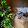 cat, gray_cat, couch, armrest, houseplant, indoor, relaxed, stretching, green_leaves, yellow_pot, furniture, home, cozy, sleeping_cat, domestic_cat, plant, potted_plant, interior, resting, soft_light