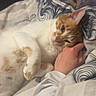 Bébé a rejoint le concours — aidez-le/la à gagner de superbes lots ! bed, blanket, cat, cozy, cute, domestic_animal, fur, furniture, hand, indoor, orange_cat, patterned_blanket, person, pet, relaxed, resting, shelf, sleepy, stuffed_animals, white_cat