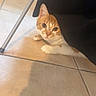 Bébé a rejoint le concours — aidez-le/la à gagner de superbes lots ! animal, black_fabric, cat, curious, cute, ears, floor, furniture, head, hiding, home, indoor, looking, orange_cat, paws, pet, shadow, tile_floor, whiskers, white_cat