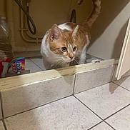 Bébé a rejoint le concours — aidez-le/la à gagner de superbes lots ! animal, cat, cautious, cleaning_supplies, curious, domestic_cat, door, feline, floor_tiles, household, indoor, looking, orange_cat, pet, pipes, tail_up, tile_floor, utility_room, whiskers, white_cat