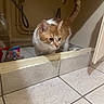 animal, cat, cautious, cleaning_supplies, curious, domestic_cat, door, feline, floor_tiles, household, indoor, looking, orange_cat, pet, pipes, tail_up, tile_floor, utility_room, whiskers, white_cat