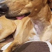 Cupcake joined the competition — help win amazing prizes! dog, light_brown, tongue_out, close_up, indoor, pet, canine, relaxed, fur, snout, ears, animal, companion, laying_down, cute, expression, portrait, domestic, friendly, brown