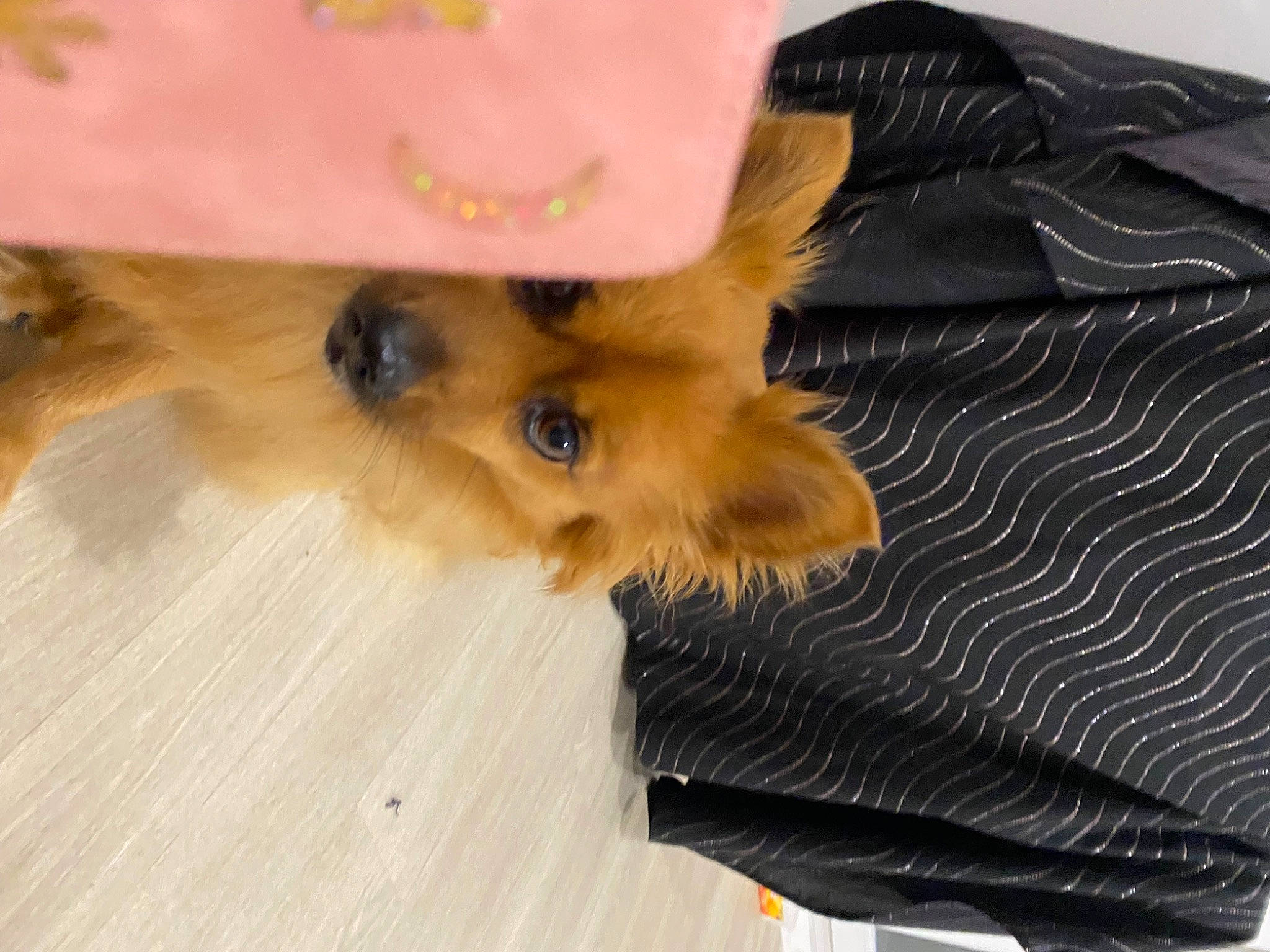 Leely a rejoint le concours — aidez-le/la à gagner de superbes lots ! canidae, carnivore, comfort, companion_dog, dog, dog_breed, dog_supply, fawn, felidae, flooring, fur, hardwood, liver, paw, snout, sporting_group, toy_dog, whiskers, wood, working_animal