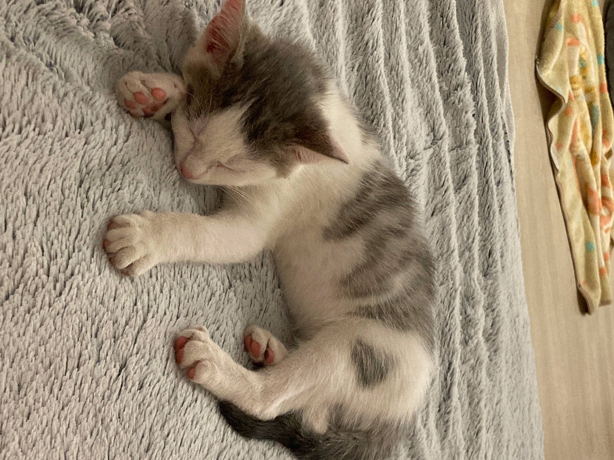 Uta a rejoint le concours — aidez-le/la à gagner de superbes lots ! carnivore, cat, claw, comfort, domestic_short_haired_cat, fawn, felidae, foot, fur, nap, paw, small_to_medium_sized_cats, snout, tail, toe, whiskers, wood