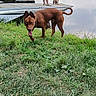 dog, grass, water, dock, person, outdoor, animal, pet, canine, nature, blue_eye, brown_dog, tongue_out, walking, summer, reflection, lake, leash, chain_collar, paw