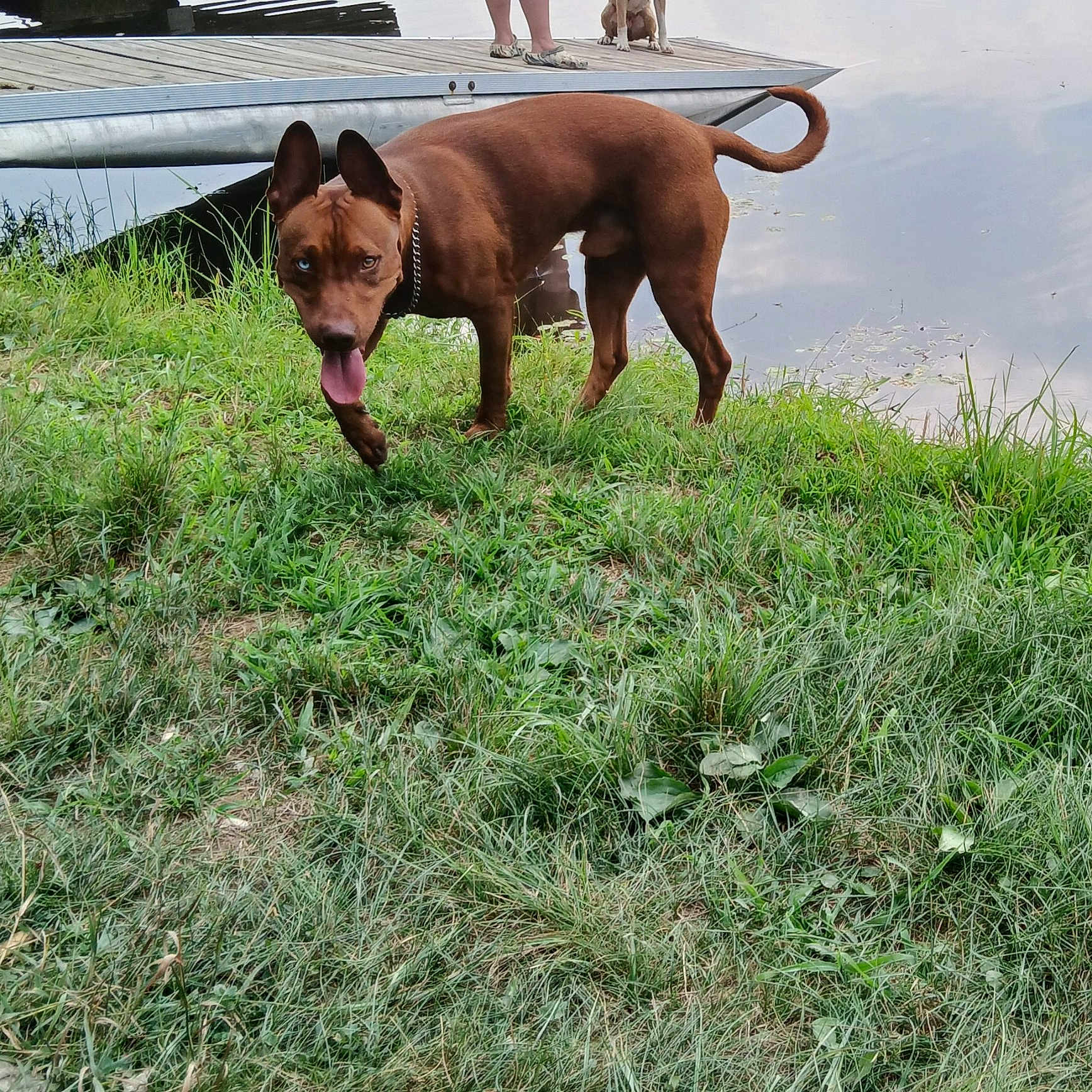 Max is registered to the contest to win money with this photo: dog, grass, water, dock, person, outdoor, animal, pet, canine, nature, blue_eye, brown_dog, tongue_out, walking, summer, reflection, lake, leash, chain_collar, paw