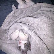 Yoda is registered to the contest to win money with this photo: cat, blanket, cozy, fur, paws, sleepy, cute, pet, indoor, relaxing, comfort, playful, white, gray, animal, bed, resting, feline, soft, wrapped