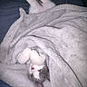 cat, blanket, cozy, fur, paws, sleepy, cute, pet, indoor, relaxing, comfort, playful, white, gray, animal, bed, resting, feline, soft, wrapped