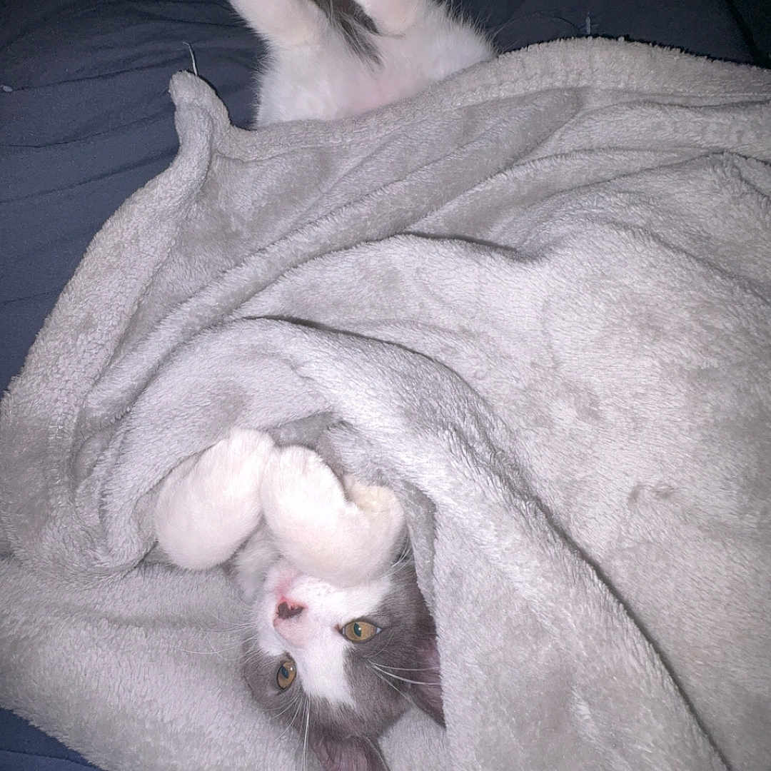 Yoda is registered to the contest to win money with this photo: cat, blanket, cozy, fur, paws, sleepy, cute, pet, indoor, relaxing, comfort, playful, white, gray, animal, bed, resting, feline, soft, wrapped