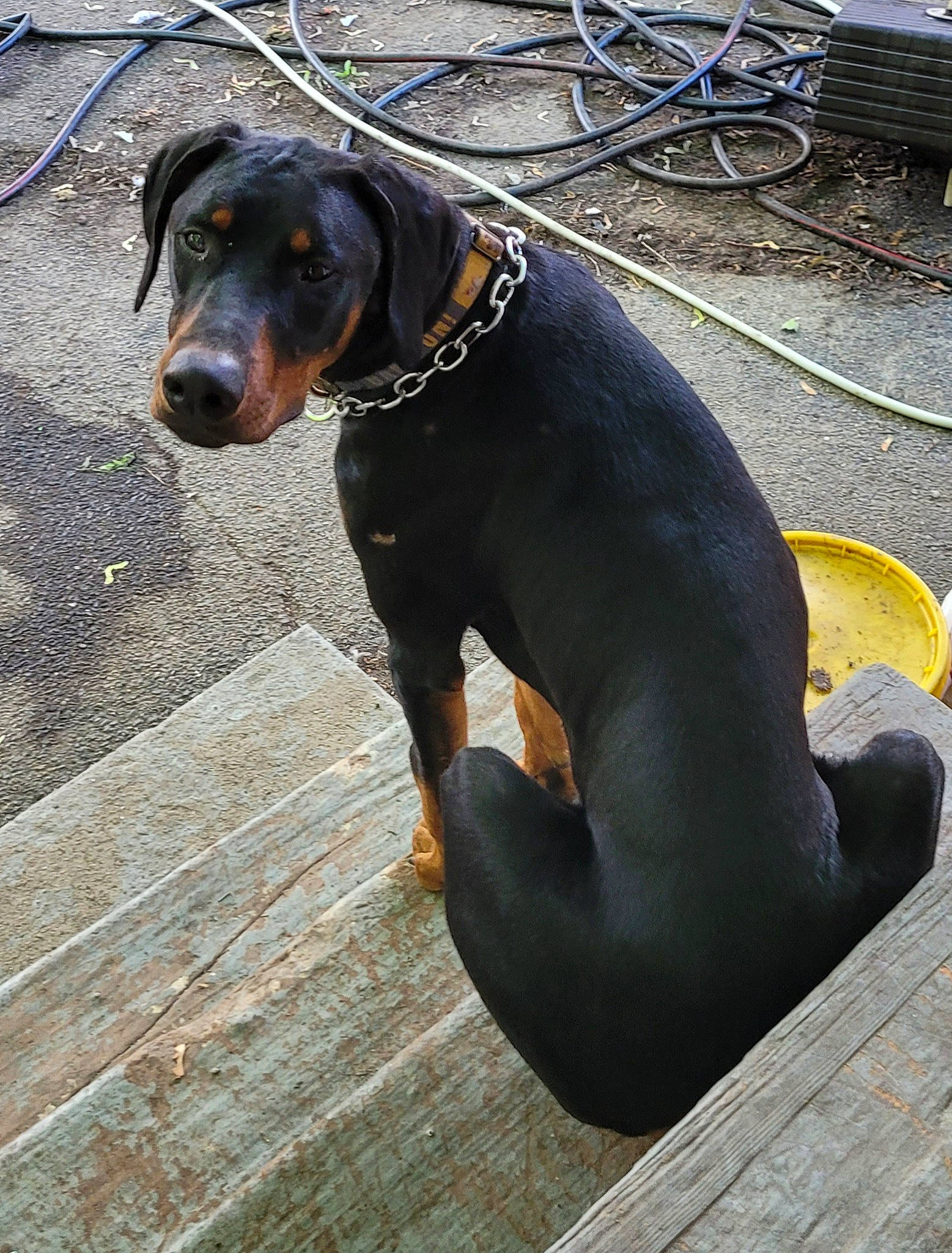 Dino is registered to the contest to win money with this photo: carnivore, collar, companion_dog, dog, dog_breed, dog_collar, dog_supply, hunting_dog, liver, montenegrin_mountain_hound, pet_supply, sporting_group, tail, terrestrial_animal, tire_care, wood, working_animal, working_dog