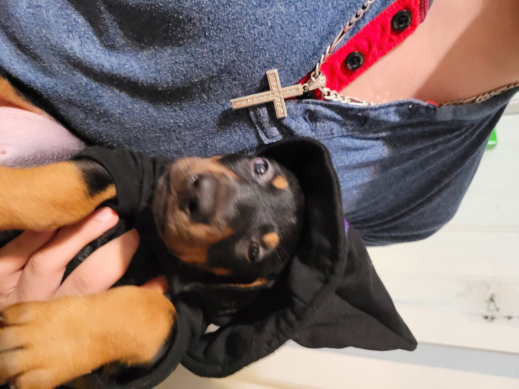 Dino is registered to the contest to win money with this photo: carnivore, companion_dog, denim, dog, dog_breed, elbow, finger, gesture, hand, human_leg, nail, personal_protective_equipment, rottweiler, sleeve, street_fashion, sunglasses, thigh, waist, working_animal, wrist