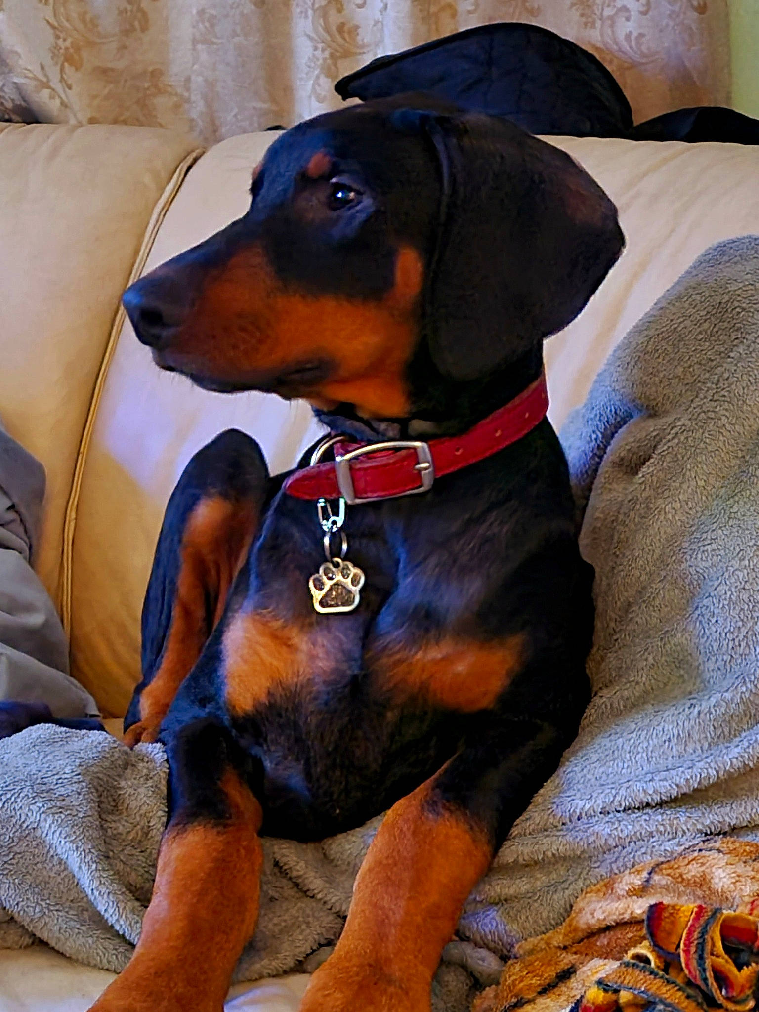 Dino joined the competition — help win amazing prizes! canidae, carnivore, collar, companion_dog, dog, dog_breed, dog_collar, dog_supply, electric_blue, fawn, head_restraint, hound, liver, pet_supply, snout, sporting_group, whiskers, windshield, working_animal, working_dog