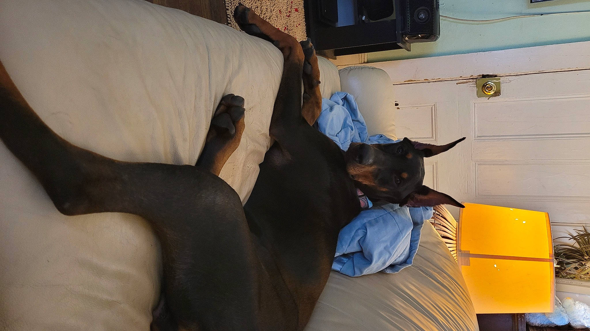 Mia joined the competition — help win amazing prizes! canidae, carnivore, comfort, companion_dog, couch, dog, dog_breed, fawn, felidae, fur, human_leg, lap, linens, living_room, room, sitting, small_to_medium_sized_cats, sporting_group, television, wood