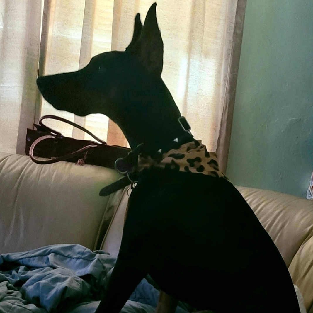 Mia joined the competition — help win amazing prizes! carnivore, comfort, companion_dog, curtain, dog, dog_breed, dog_collar, dog_supply, fawn, foot, grey, human_leg, knee, linens, snout, tail, thigh, whiskers, window, working_animal