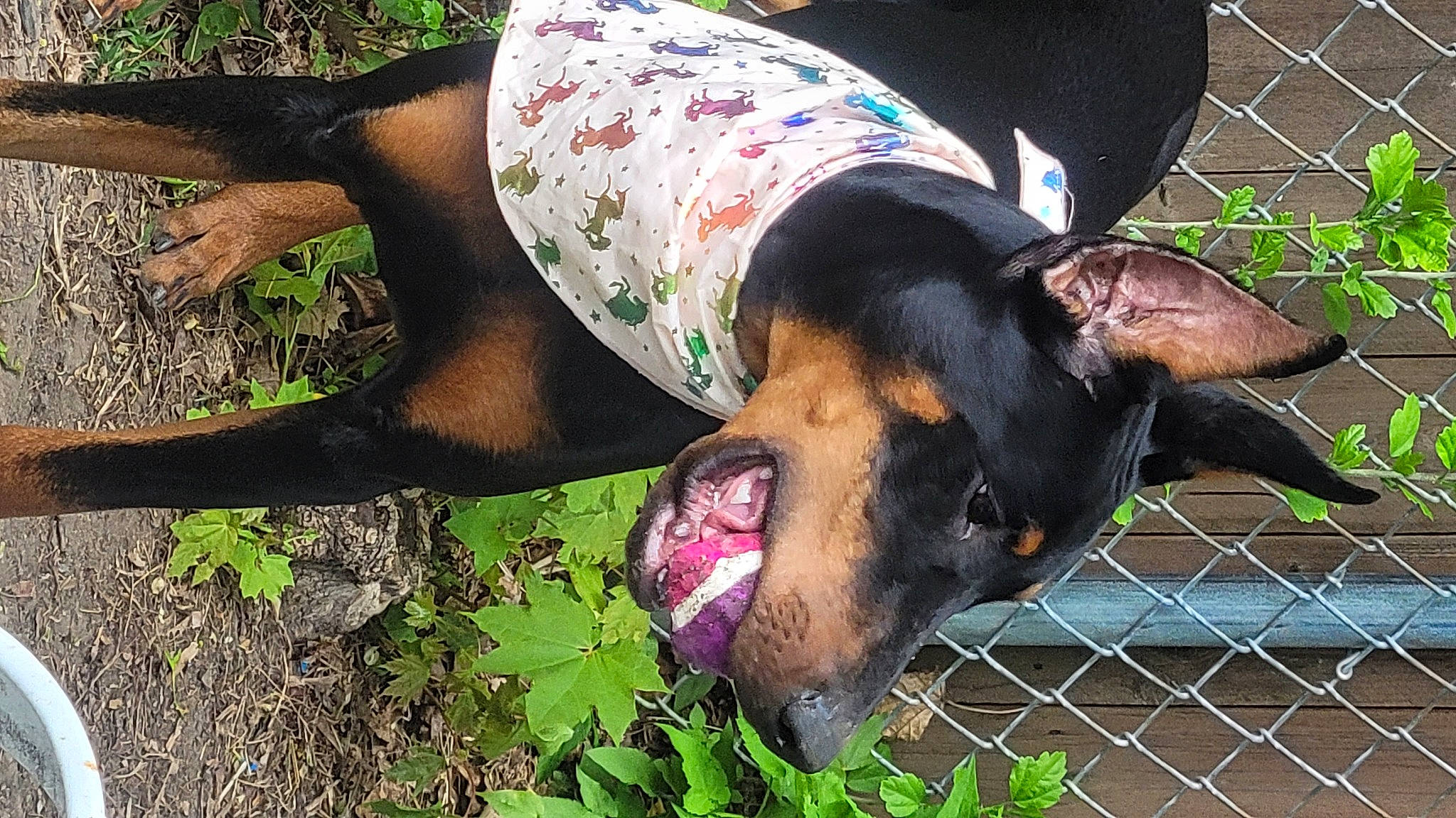 Mia is registered to the contest to win money with this photo: canidae, carnivore, companion_dog, dobermann, dog, dog_breed, dog_supply, fawn, fence, grass, guard_dog, mesh, pattern, plant, snout, sporting_group, terrestrial_animal, wire_fencing, working_animal, working_dog