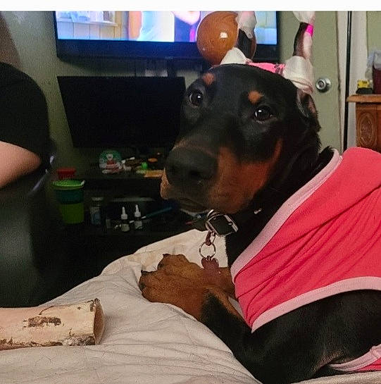 Mia is registered to the contest to win money with this photo: canidae, carnivore, comfort, companion_dog, cool, couch, dog, dog_breed, ear, guard_dog, happy, sitting, sleeve, snout, sporting_group, t_shirt, television, whiskers, working_animal, working_dog