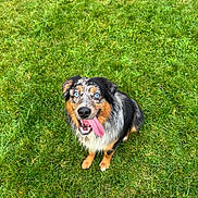Onyx is registered to the contest to win money with this photo: dog, blue_eyes, tongue_out, grass, outdoor, pet, canine, happy, sitting, fur, black_fur, brown_fur, white_fur, looking_up, animal, nature, playful, friendly, summer, daylight