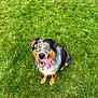 dog, blue_eyes, tongue_out, grass, outdoor, pet, canine, happy, sitting, fur, black_fur, brown_fur, white_fur, looking_up, animal, nature, playful, friendly, summer, daylight
