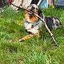 Onyx is registered to the contest to win money with this photo: dog, grass, stick, playful, outdoor, pet, animal, fur, collar, tag, backyard, wood, nature, tongue, expression, chewing, canine, tongue_out, muzzle, ears