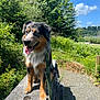 Onyx joined the competition — help win amazing prizes! dog, outdoor, sunny, blue_sky, greenery, stone, leash, happy, tongue_out, animal, nature, path, tree, pet, canine, sitting, fur, daylight, smiling, eyes